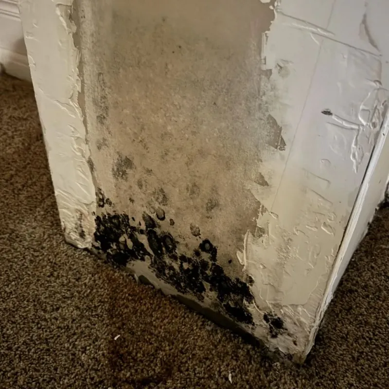 Professional Mold Removal in East Dubuque, IL
